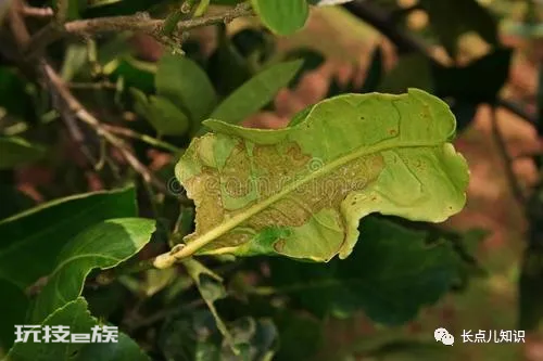 世界十大怪虫排行榜(世界上十大最奇怪的昆虫排名)-图片2